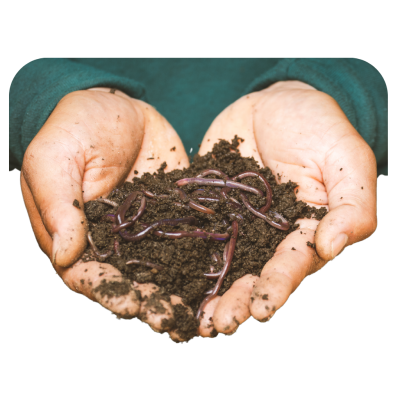 earthworm earthworm